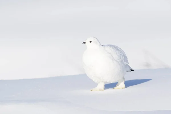 Willow Ptarmigan Lagopus Lagopus Гуляючи Снігу Черчилль Манітоба Канада — стокове фото