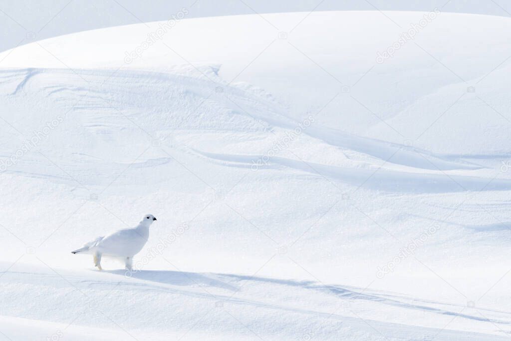 Willow Ptarmigan (Lagopus lagopus), walking on snow drifts, Churchill, Manitoba, Canada