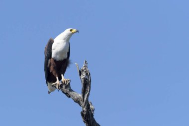 Afrika Balık Kartalı (haliaeetus vocifer) Kruger Ulusal Parkı, Güney Afrika 'da bir ağaç dalında oturuyor.