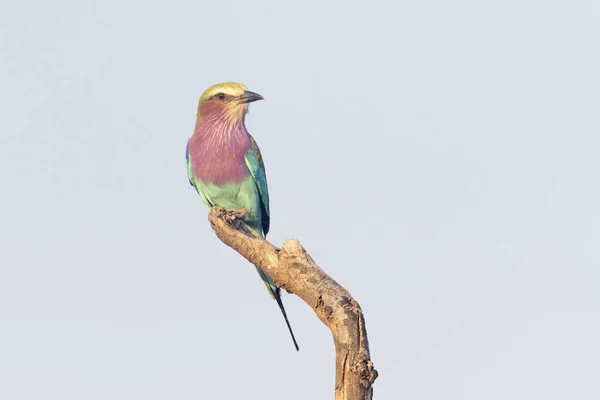 Lillac Breasted Roller Coracias Caudatus Usazený Větvi Kruger National Park — Stock fotografie