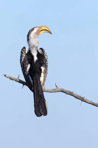 Jižní Žlutozlatý Hornbill Tockus Leucomelas Vidět Zezadu Proti Modré Obloze — Stock fotografie