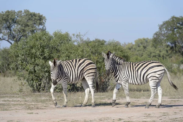 Burchells Zebra Eller Plains Zebra Equus Quagga Tittar Kameran Kruger — Stockfoto