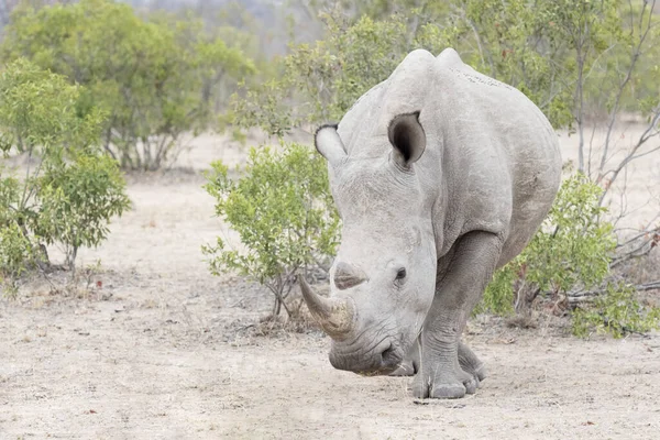 Rinoceronte Branco Ceratotherium Simun Olhando Para Câmera Kruger National Park — Fotografia de Stock