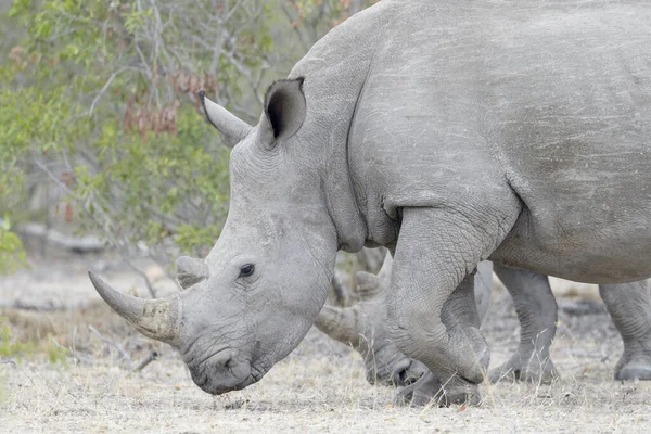 Rinoceronte Branco Ceratotherium Simun Comendo Kruger National Park África Sul — Fotografia de Stock