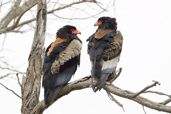 Bateleur Eagle Terathopius Ecaudatus Pair Kruger National Park South Africa — Stock Photo, Image