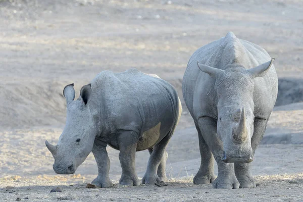 Madre Rinoceronte Blanco Ceratotherium Simun Con Ternera Pie Agujero Atardecer — Foto de Stock