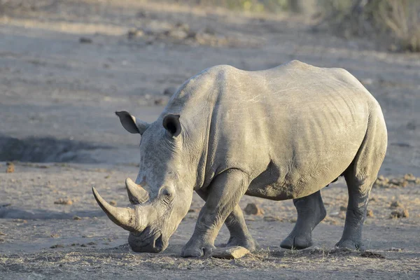 南非克鲁格国家公园 白犀牛 Ceratotherium Simun 日落时分矗立在火山口 — 图库照片