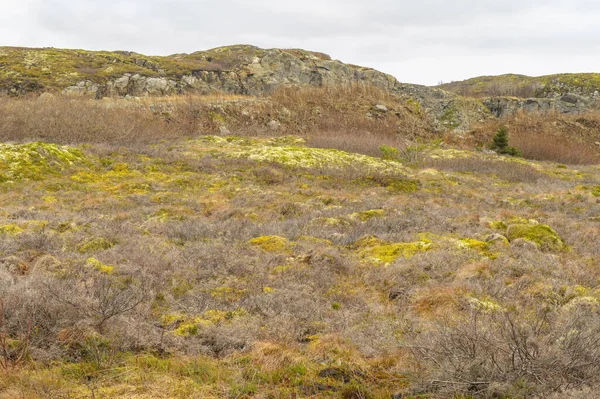 Tundra Herfstkleuren Flatanger Noorwegen — Stockfoto