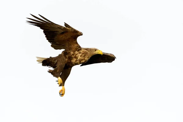 Aigle Queue Blanche Haliaeetus Albicilla Volant Norvège — Photo