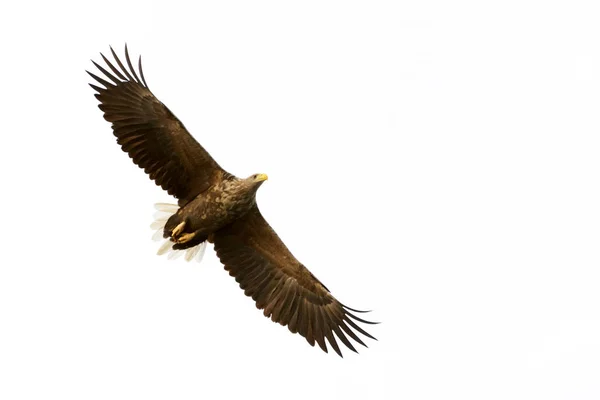 Águila Cola Blanca Haliaeetus Albicilla Volando Noruega —  Fotos de Stock