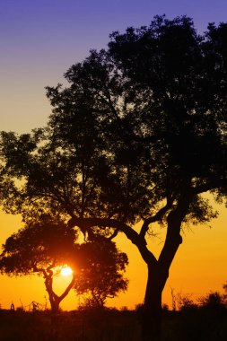 Güney Afrika 'daki Kruger Ulusal Parkı' nda ağaçların arkasında gün doğumu