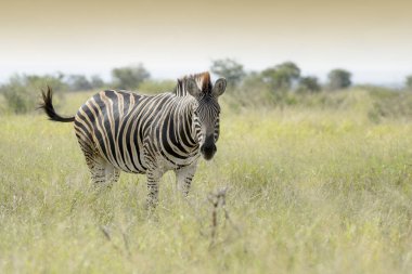 Burchell 'in zebrası veya Plains zebra (Equus quagga), savananın üzerinde durur, Kruger Ulusal Parkı, Güney Afrika' daki kameraya bakar.