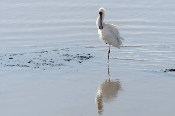 Afrikanischer Löffler Platalea Alba Steht Spiegelnden Wasser Kruger Nationalpark Südafrika — Stockfoto