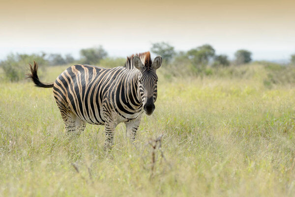 Burchell's zebra or Plains zebra (Equus quagga), standing on savanna, looking at camera, Kruger National Park, South Africa