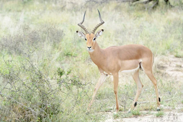 Impala Aepyceros Melampus Männchen Steht Auf Der Savanne Und Blickt — Stockfoto