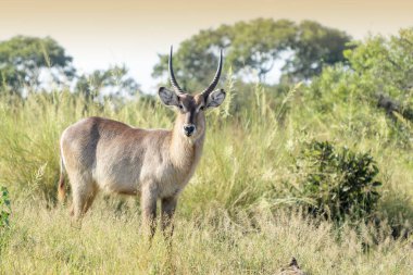 Waterbuck (Kobus ellipsiprymnus) looking at camera, standing in bush, Kruger national park, South Africa. clipart