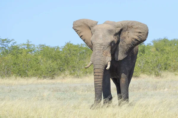 Elefante Africano Loxodonta Africana Che Nutre Erba Parco Nazionale Kruger — Foto Stock