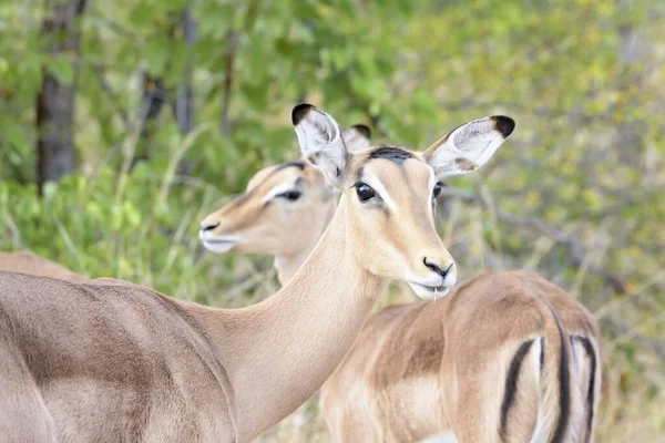 Retrato Femenino Impala Aepyceros Melampus Parque Nacional Kruger Sudáfrica — Foto de Stock