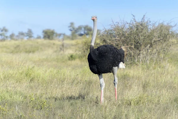 南アフリカ共和国クルーガー国立公園サバンナを歩く一般的なダチョウ Struthio Camelus — ストック写真