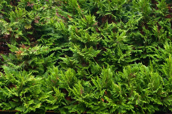 Fondo natural de Navidad verde. Primer plano de una rama de la thuja occidentalis . — Foto de Stock