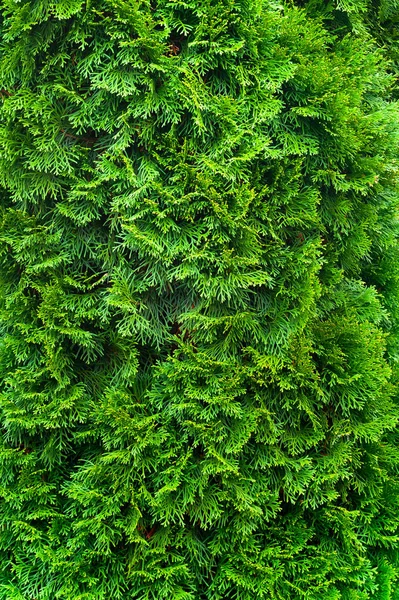 Green christmas background. Closeup of a branch of the thuja occidentalis. — Stock Photo, Image