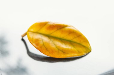 Parlak arka planda sarı yaprak. Yalnız, solgun bir yaprağın yakın çekimi. Seçici yumuşak odaklanma. Yalnızlık ve yaşlanma kavramı.