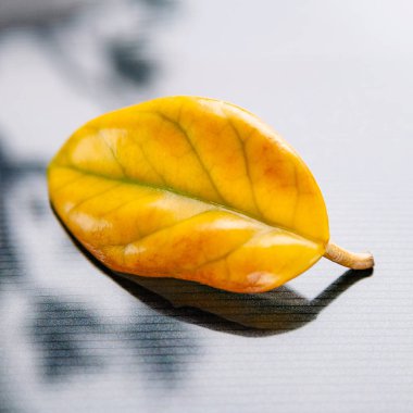 Arka planda sarı yapraklar parlıyor. Issız bir yaprağın solması. Seçici yumuşak odaklanma. Yalnızlık ve yaşlanma kavramı.