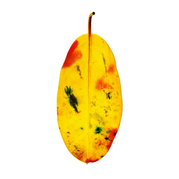 Translucent yellow leaf isolated on a white background. Fading, drying yellow leaf. Concept of life cycle speed and aging problems. — Stock Photo, Image