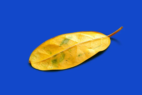 Yellow sheet on a blue background. Fading, drying yellow leaf. Concept of life cycle speed and aging problems. — Stock Photo, Image