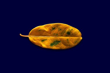 Koyu mavi arka planda sarı yaprak. Solan, kuruyan sarı yaprak. Yaşam döngüsü hızı ve yaşlanma sorunları kavramı. 