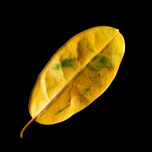 Primer plano de una hoja amarilla sobre un fondo negro. Hoja amarilla que se desvanece y se seca. Concepto de velocidad del ciclo de vida y problemas de envejecimiento . — Foto de Stock