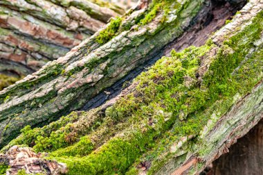 Ağaç kabuğu. Yosun kaplı odun kütükleri. Yakacak odun yığını. Şömine için hazırlanmış odun yığını, seçici odaklanma. Yakacak odunların arka planı. 