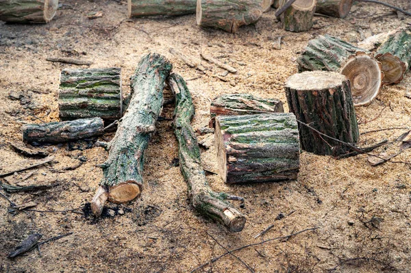 Taglia i tronchi. Una pila di tronchi. Pila di legna da ardere. Tronchi per il camino. Raccolta di legna. Foresta per l'inverno . — Foto Stock