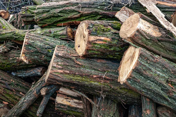 Tronchi ricoperti di muschio. Taglia una pila di tronchi. Pila di legna da ardere. Legna di tronchi tagliati preparati per il camino, messa a fuoco selettiva. Fondo di legna da ardere . — Foto Stock