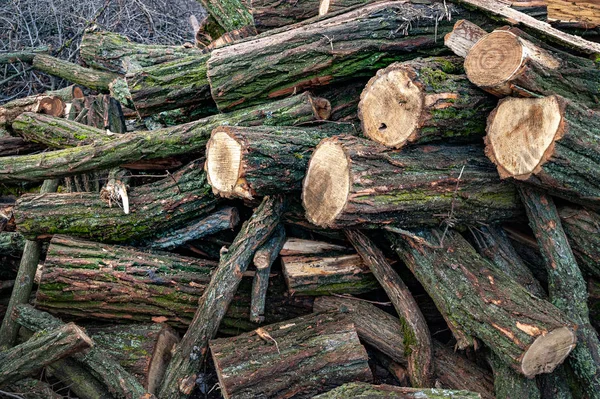 Legna da ardere. Taglia una pila di tronchi. Legna da ardere. Stack di tronchi tagliati pronti per il fuoco, messa a fuoco selettiva. Fondo di legna da ardere . — Foto Stock