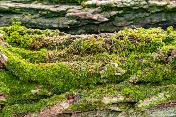 Logs for firewood covered with moss. Close-up of tree bark. Stack of firewood. Woodpile of chopped logs prepared for the fireplace, selective focus. Background of firewood. — 스톡 사진