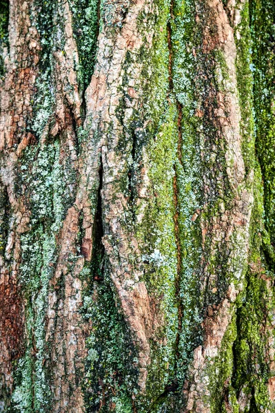 木の樹皮のクローズアップ。苔で覆われた薪のためのログ。薪の山だ暖炉のために準備されたみじん切りのログの木杭、選択的な焦点。薪の背景. — ストック写真