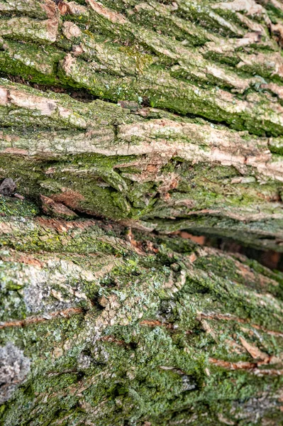 Bark of a tree covered with moss. Logs for firewood. Stack of firewood. Woodpile of chopped logs prepared for the fireplace, selective focus. Background of firewood. — 스톡 사진