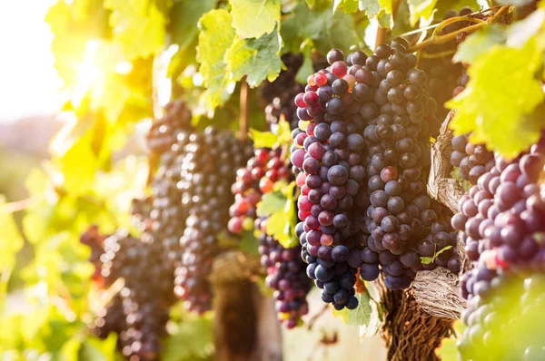 Виноград в винограднике во время сбора урожая — стоковое фото