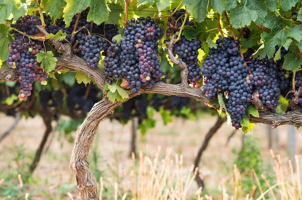 Виноградник с спелым виноградом — стоковое фото