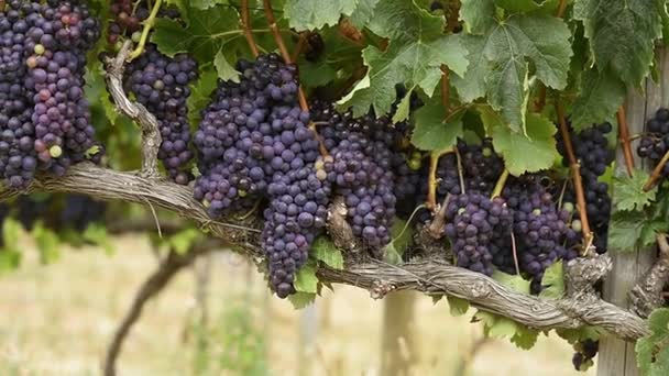 Zralé purpurové hrozny rostou a visí na hroznů stromy na vinici. Keř hrozny před sklizní. Velké hrozny hrozny visí staré révy v teplém světle červeného vína.