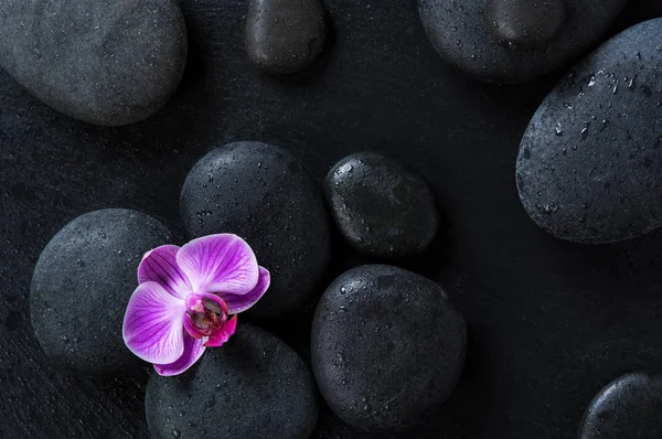 Orchid on black spa stones — Stock Photo, Image