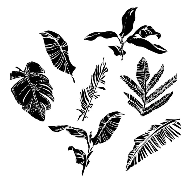Conjunto vetorial com composições de folhas tropicais gráficas, folhas de palmeira, folhas de banana, monstera e plantas da selva . — Vetor de Stock