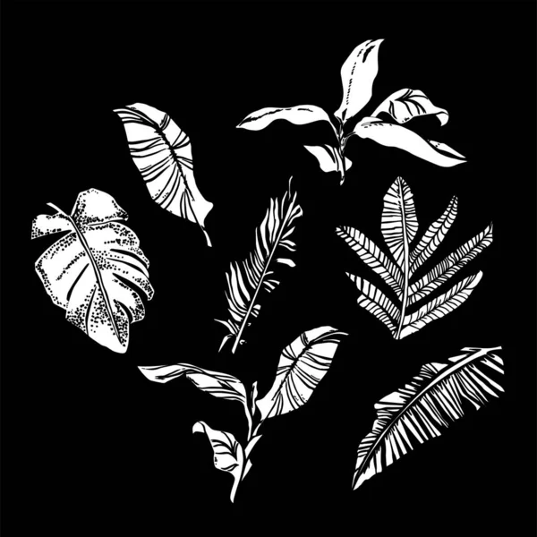 Ensemble vectoriel avec compositions de feuilles tropicales graphiques, de feuilles de palmier, de feuilles de banane, de monstères et de plantes de jungle . — Image vectorielle