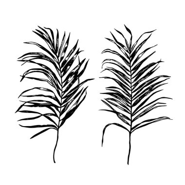 Palmiye Ağacı Yaprağı Silueti. Vektör Illustration EPS8.