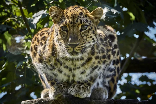 Amur leoparı ahşap inşaat oturan