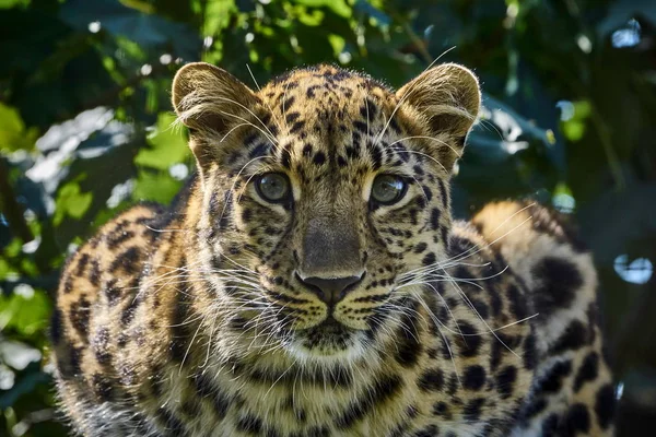 Amur leoparı yakın çekim