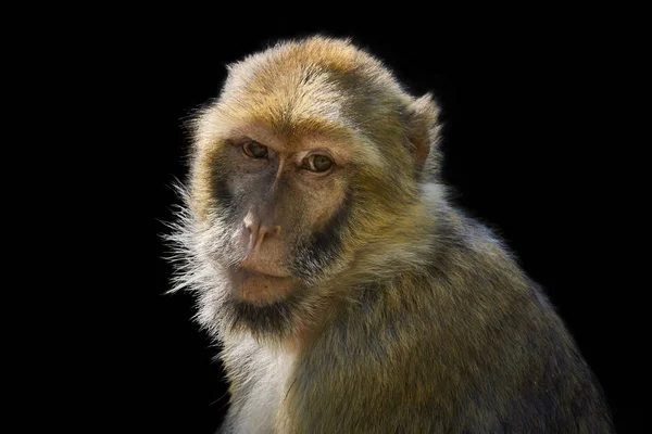 Retrato Macaco Isolado Sobre Fundo Preto — Fotografia de Stock