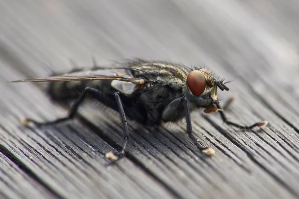 Macro Une Mouche Chair Assise Sur Une Surface Bois — Photo