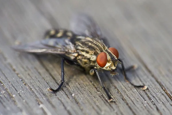 Macro Van Een Flesh Vliegen Zitten Houten Oppervlak — Stockfoto